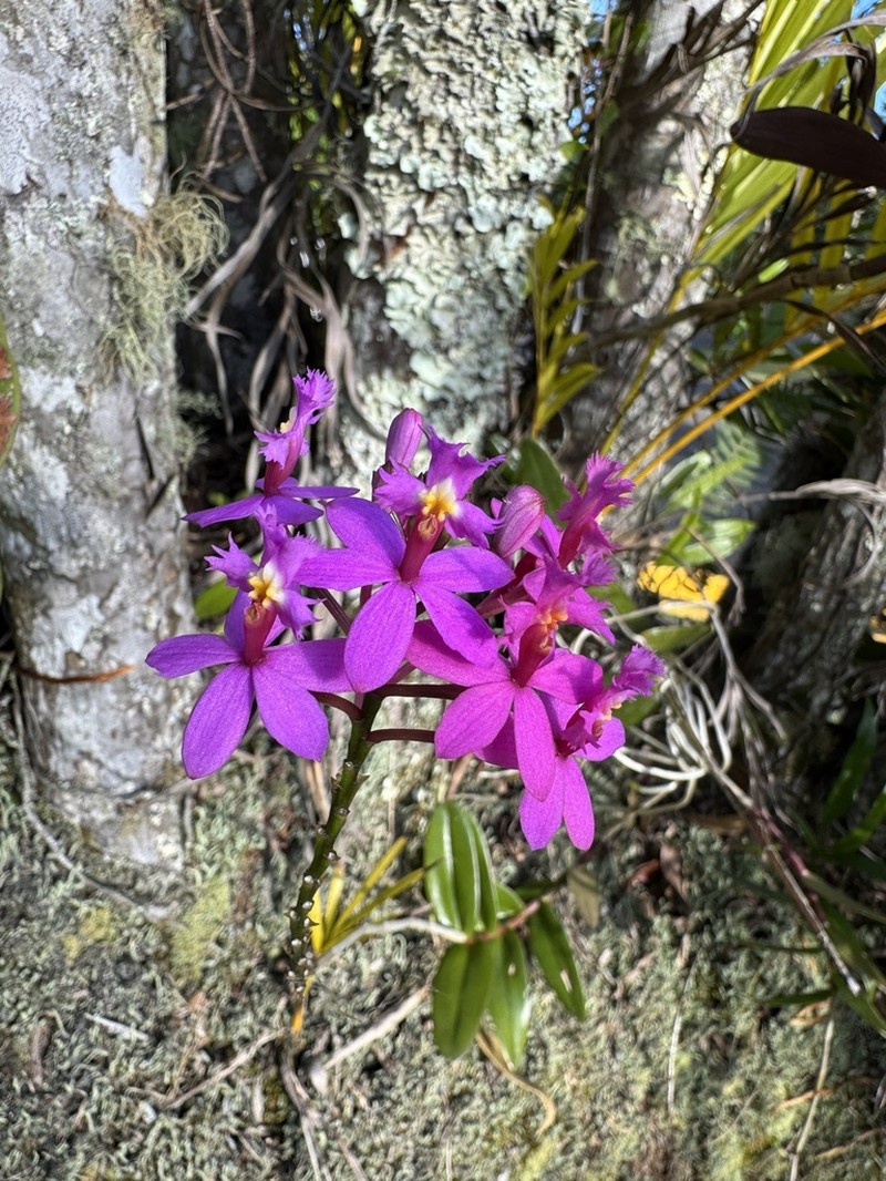 Lopsided Star Orchid photo 4