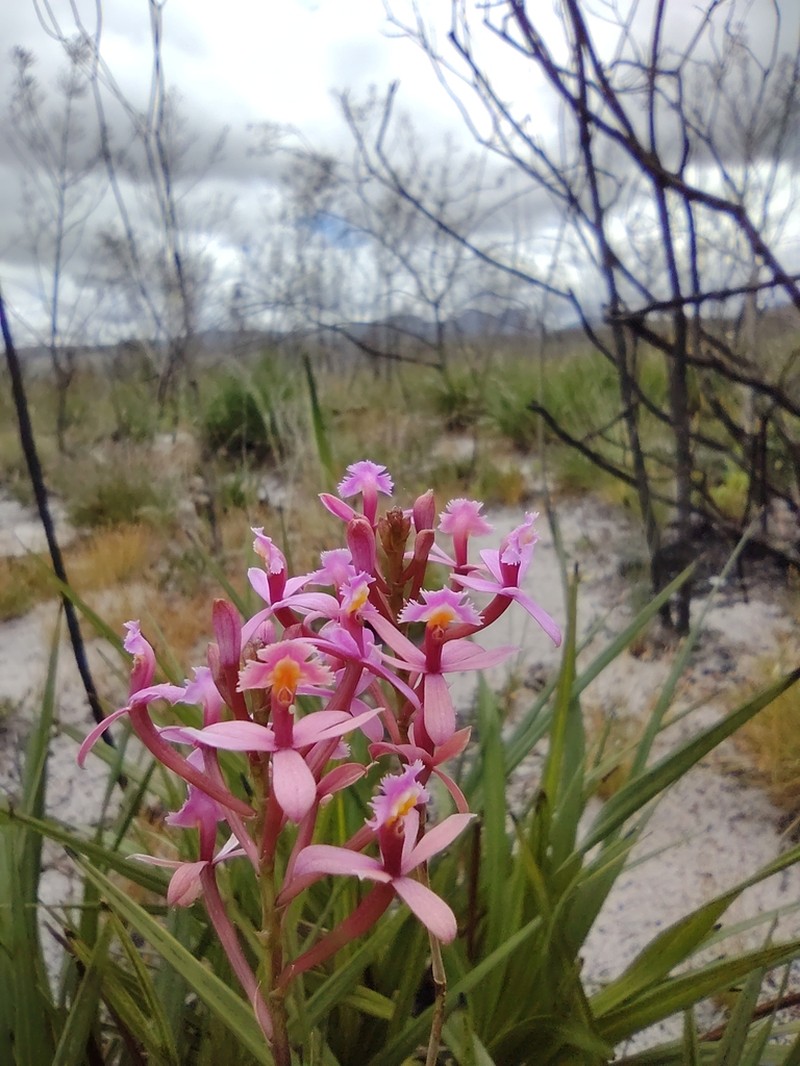 Lopsided Star Orchid photo 5
