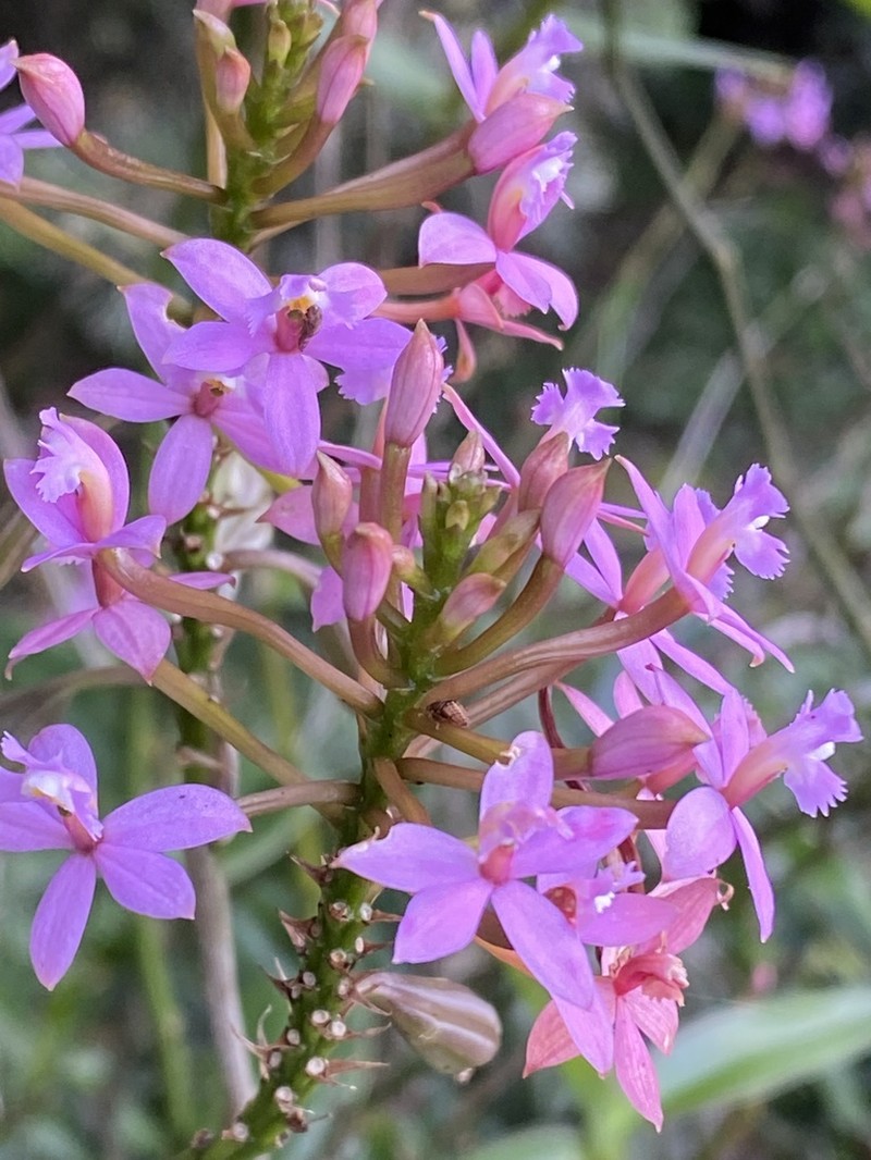 Lopsided Star Orchid photo 6