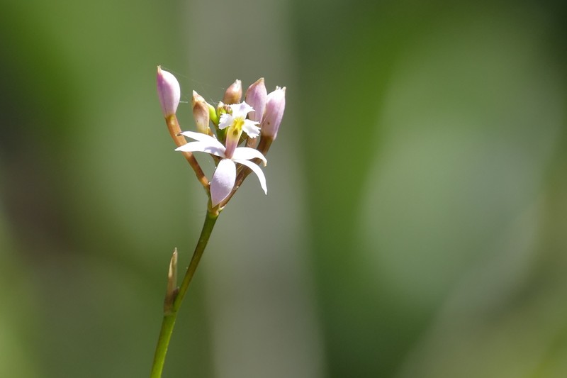 Lopsided Star Orchid photo 7