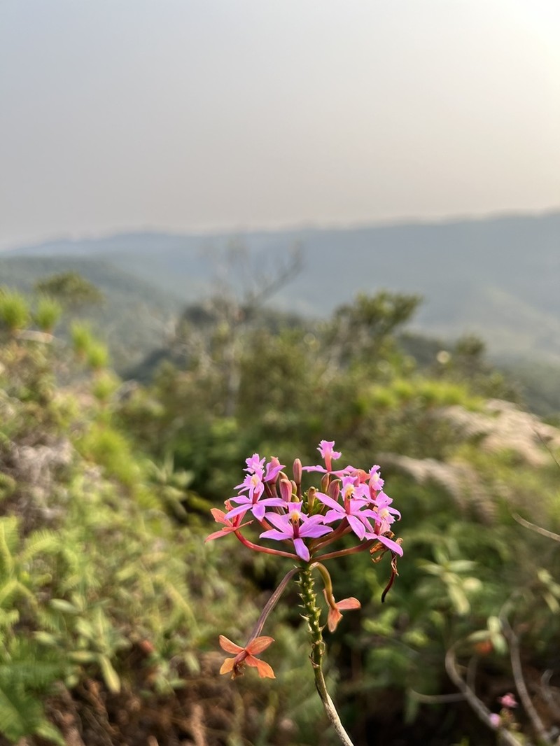 Lopsided Star Orchid photo 8