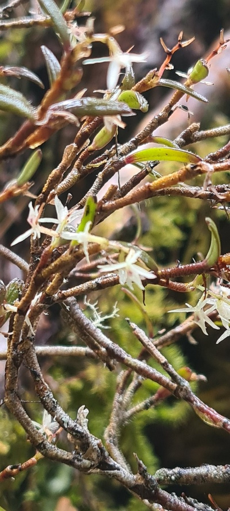 Epidendrum sidereum