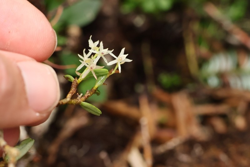 Epidendrum sidereum photo 2