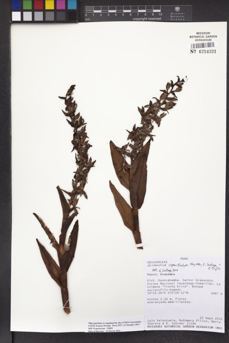 Epidendrum sigmostachyum