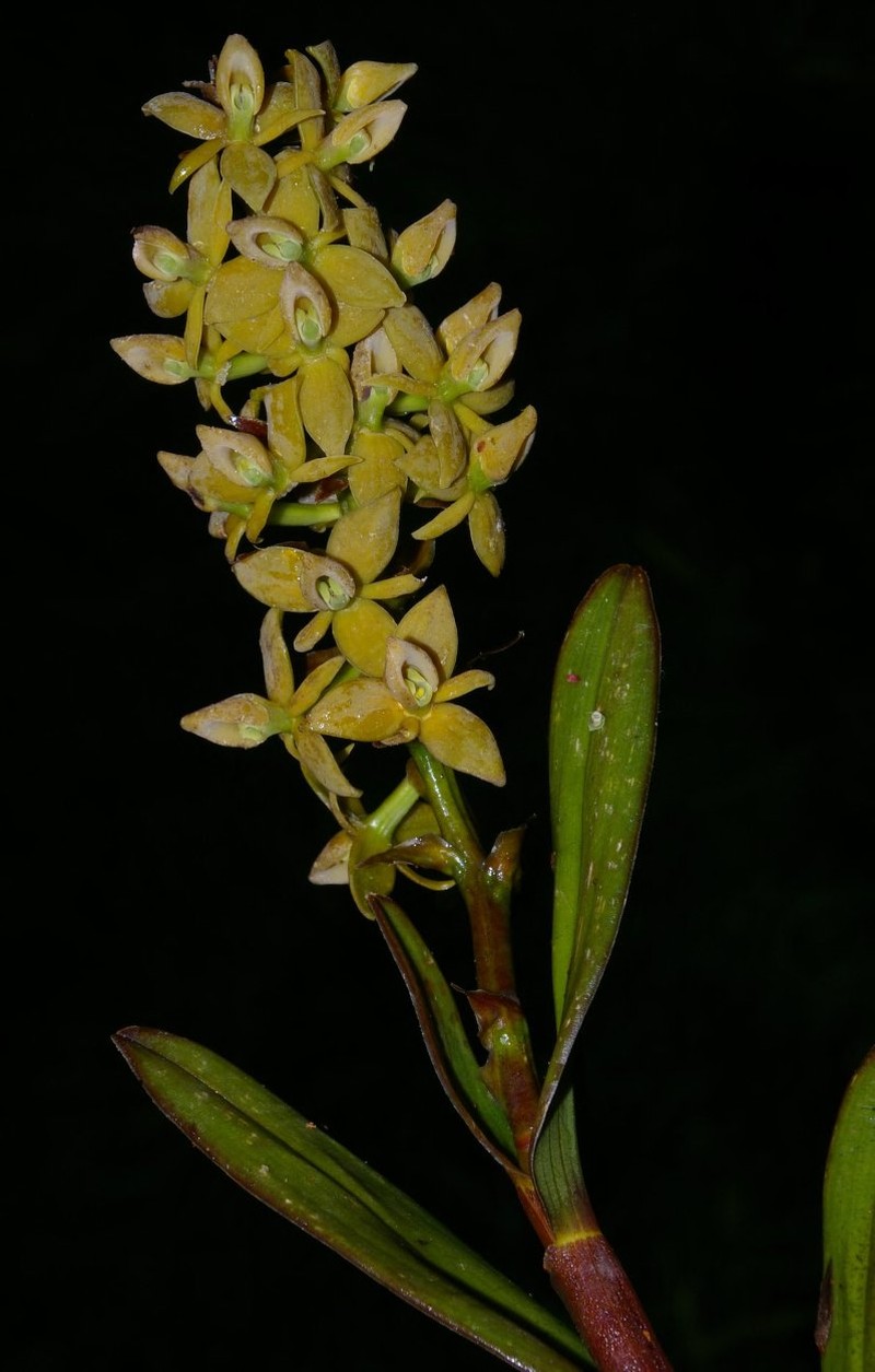 Epidendrum sigmostachyum photo 2