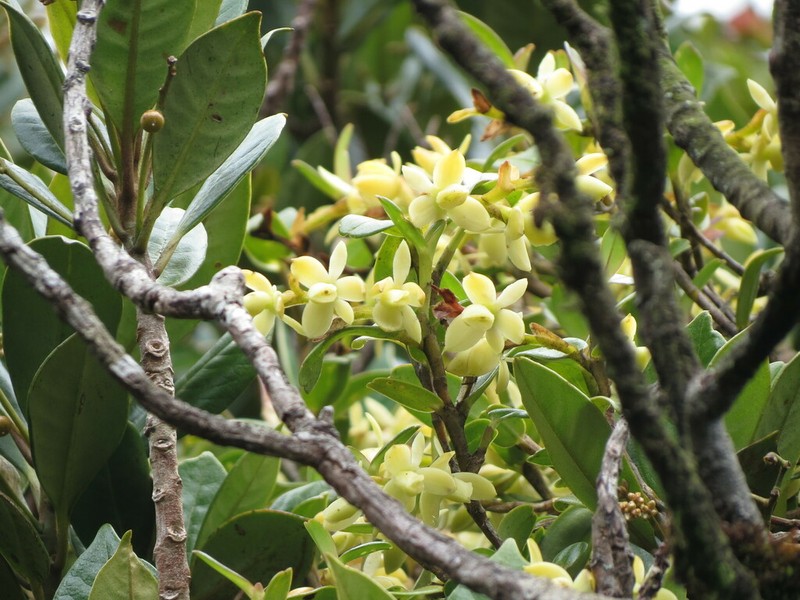Epidendrum sinac