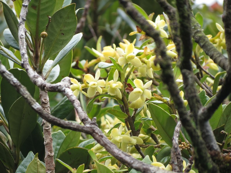 Epidendrum sinac photo 2