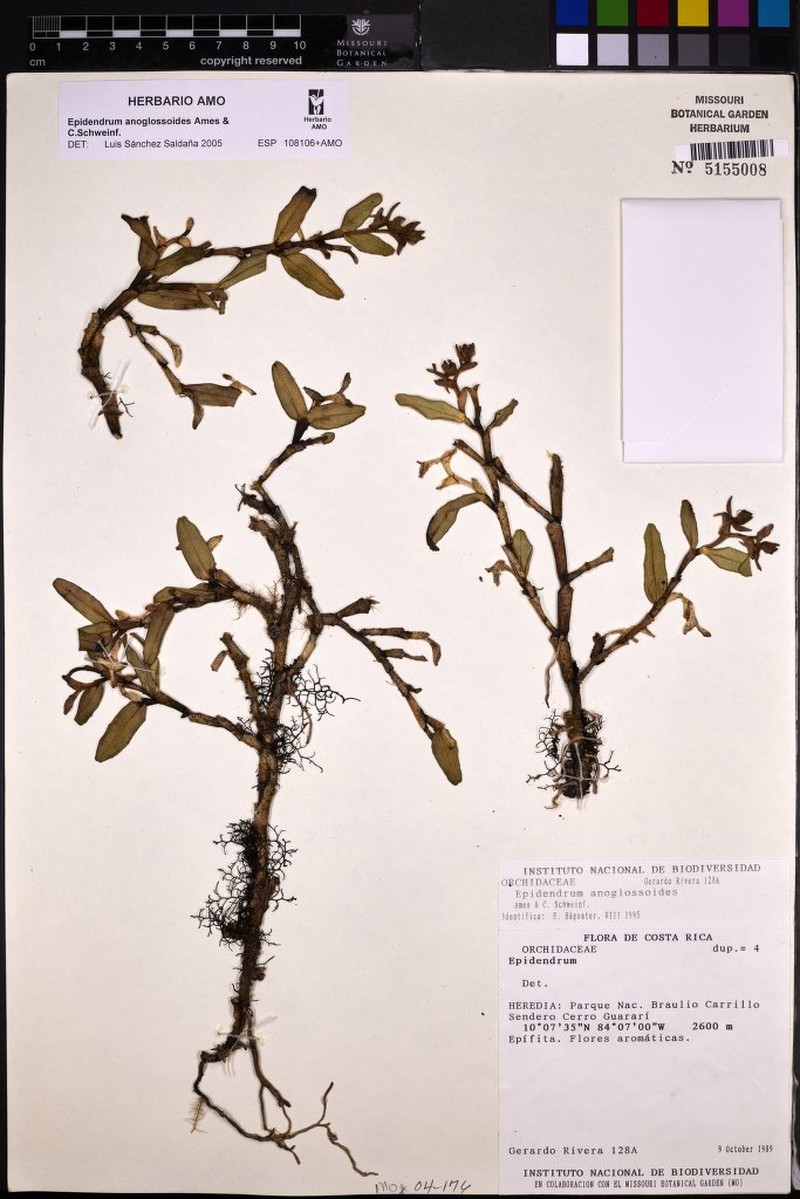 Epidendrum sinac photo 3