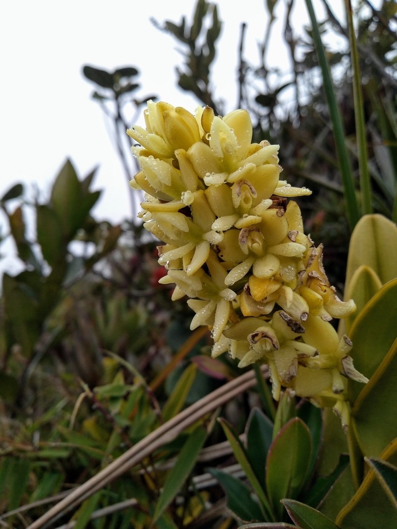 Epidendrum sonsonense
