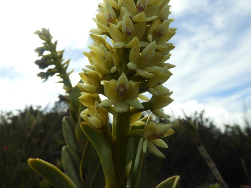 Epidendrum sonsonense photo 2