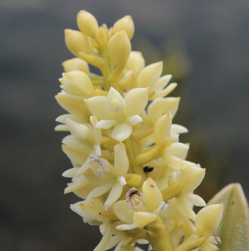 Epidendrum sonsonense photo 3
