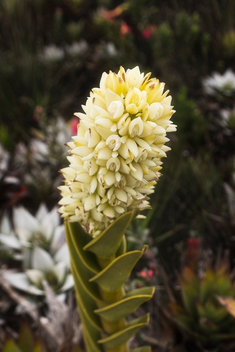 Epidendrum sonsonense photo 4