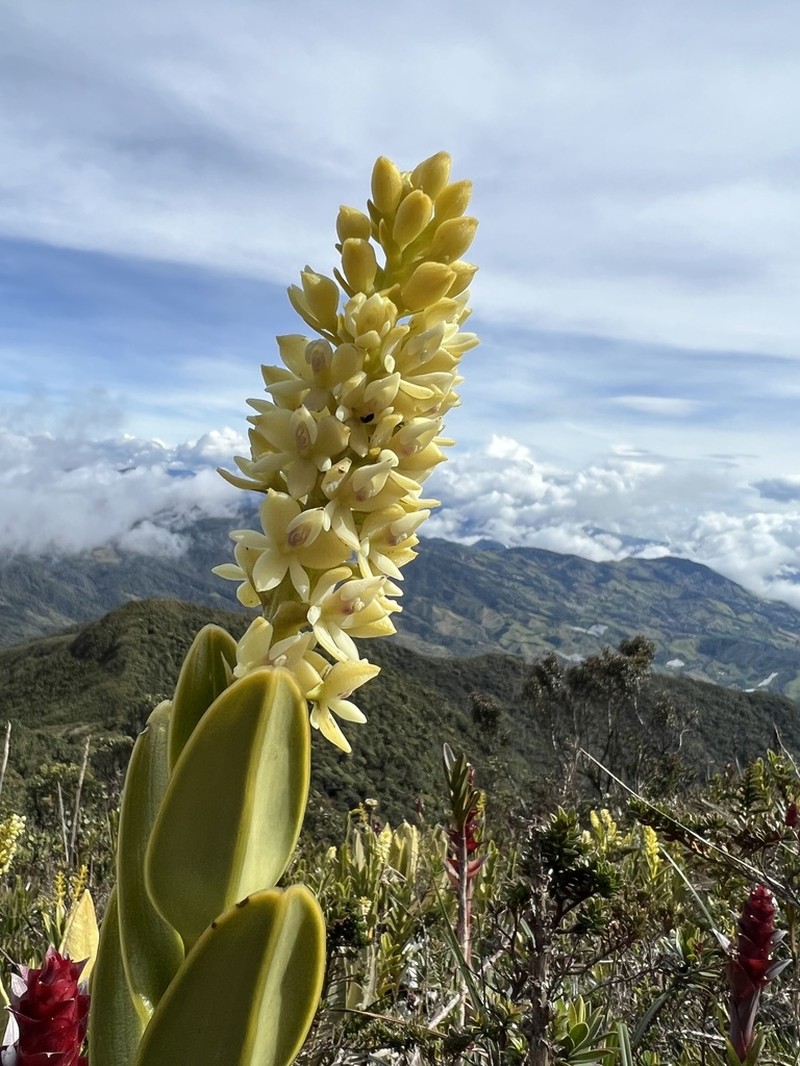 Epidendrum sonsonense photo 5