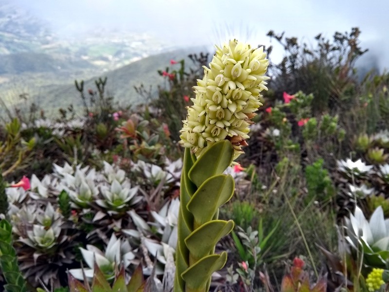 Epidendrum sonsonense photo 6