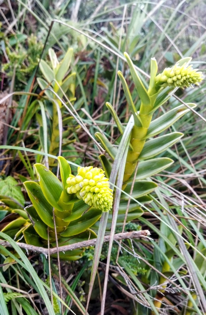 Epidendrum sonsonense photo 7