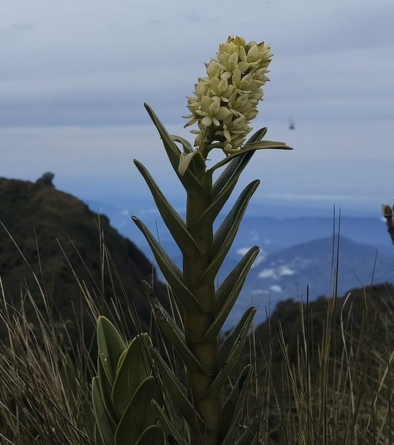 Epidendrum sonsonense photo 8