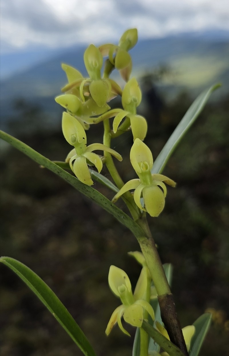 Epidendrum stenobractistachyum