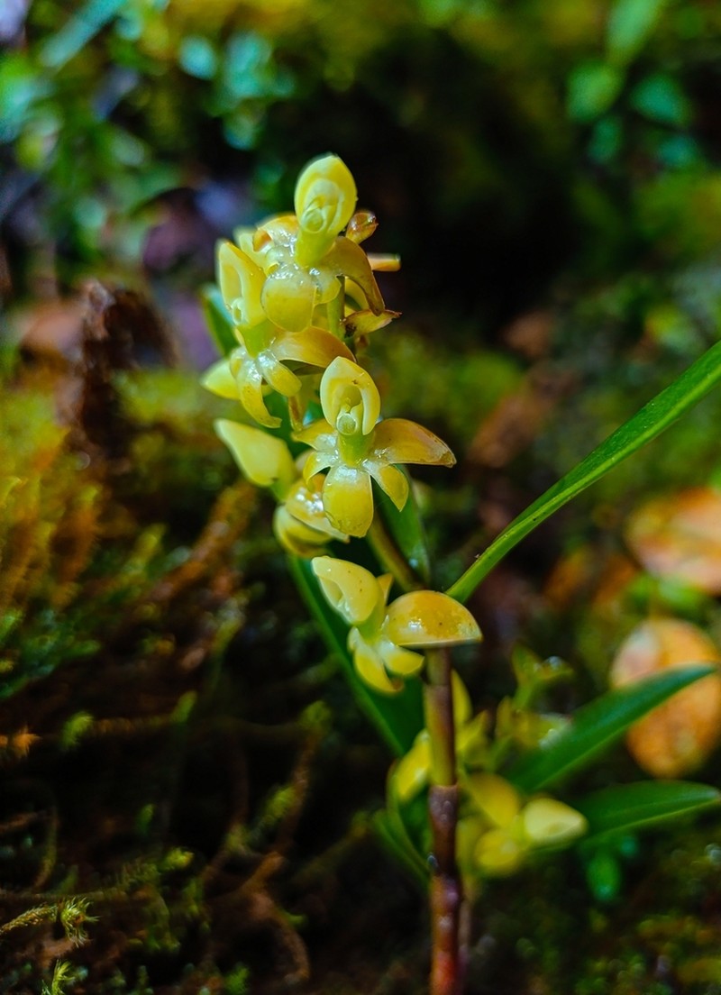 Epidendrum stenobractistachyum photo 2