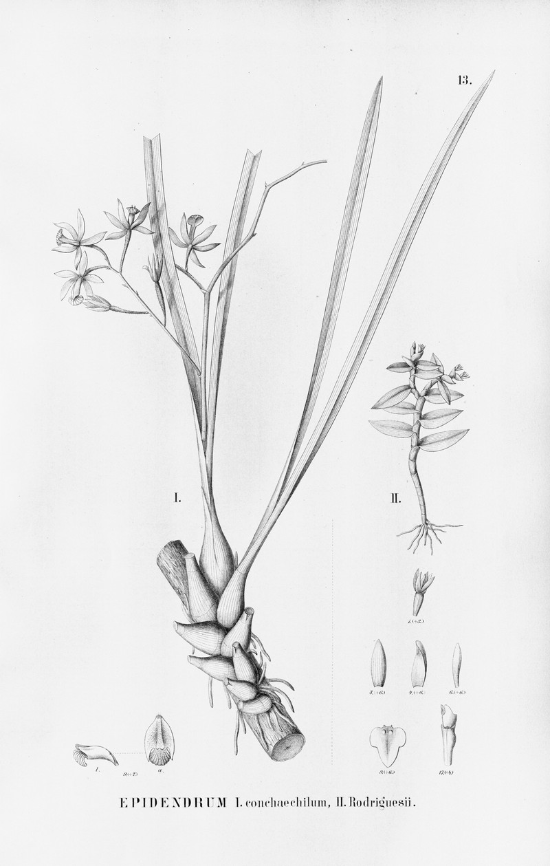 Big Cypress Star Orchid