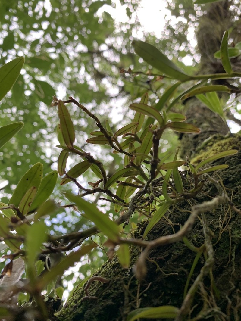 Big Cypress Star Orchid