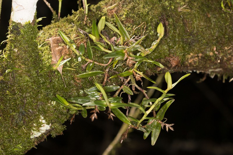 Big Cypress Star Orchid photo 2