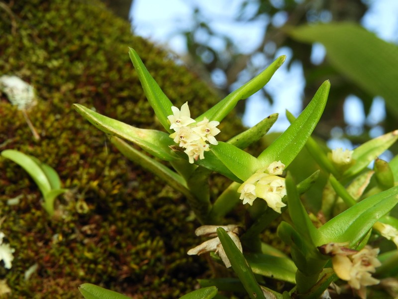 Big Cypress Star Orchid photo 3