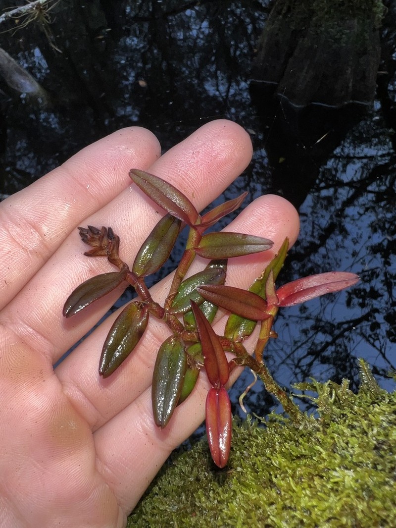 Big Cypress Star Orchid photo 5