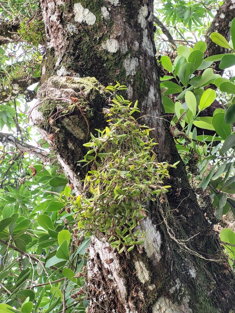 Big Cypress Star Orchid photo 6