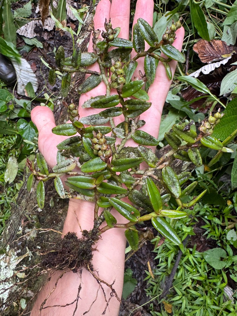 Big Cypress Star Orchid photo 7