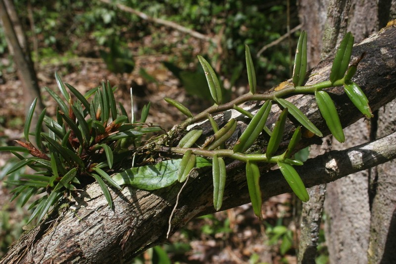 Big Cypress Star Orchid photo 8