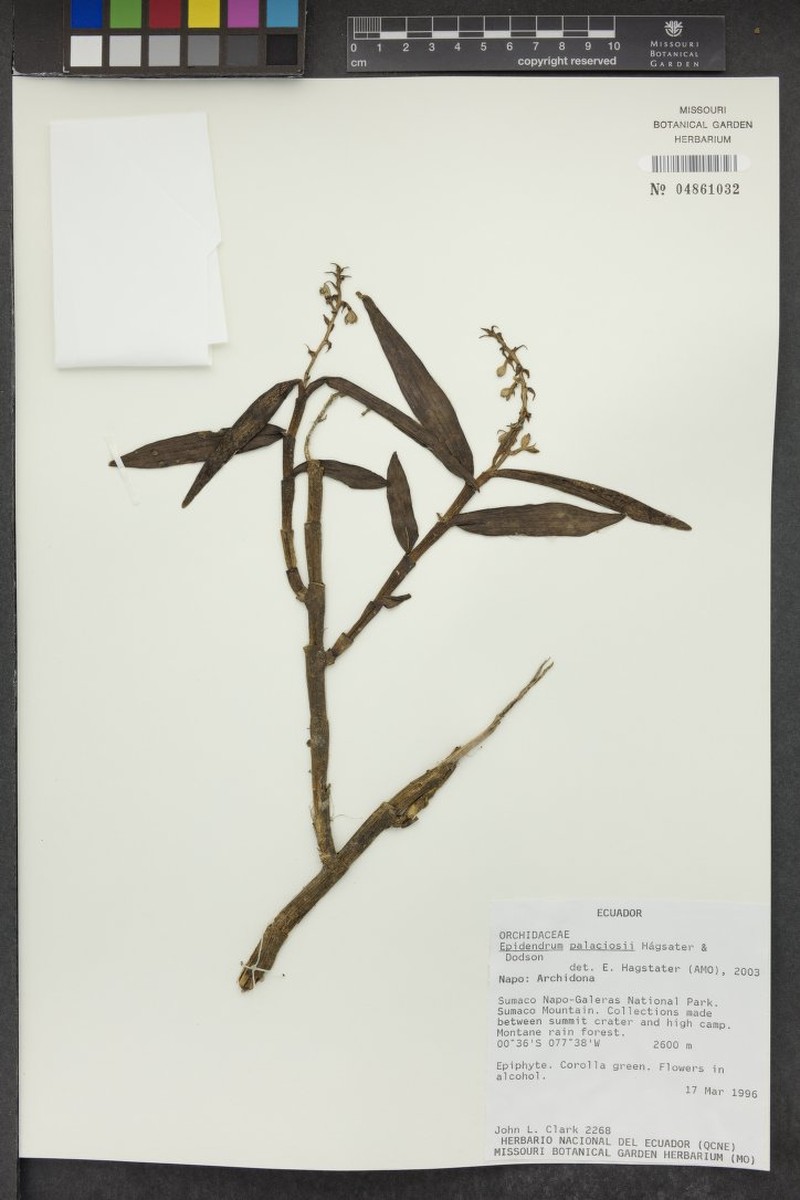 Epidendrum sumacostachyum