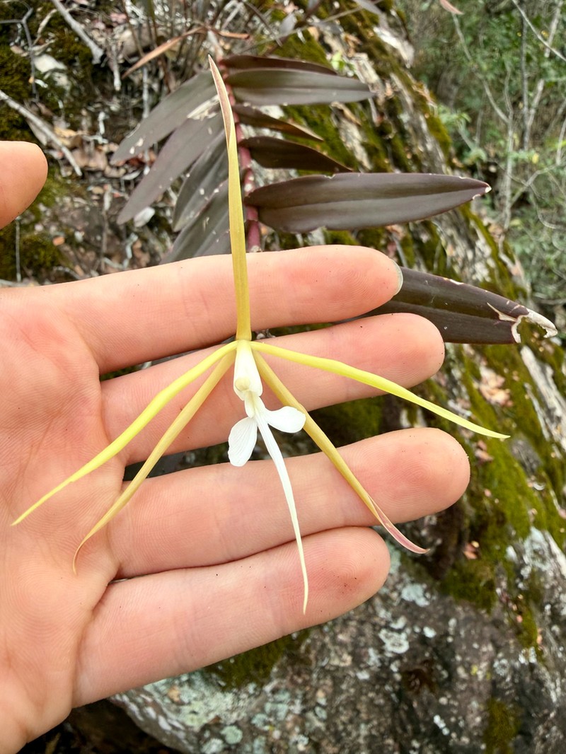 Epidendrum taguatingense