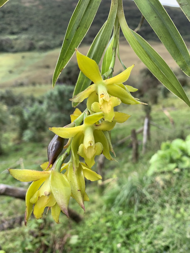 Epidendrum tetracuniculatum photo 2