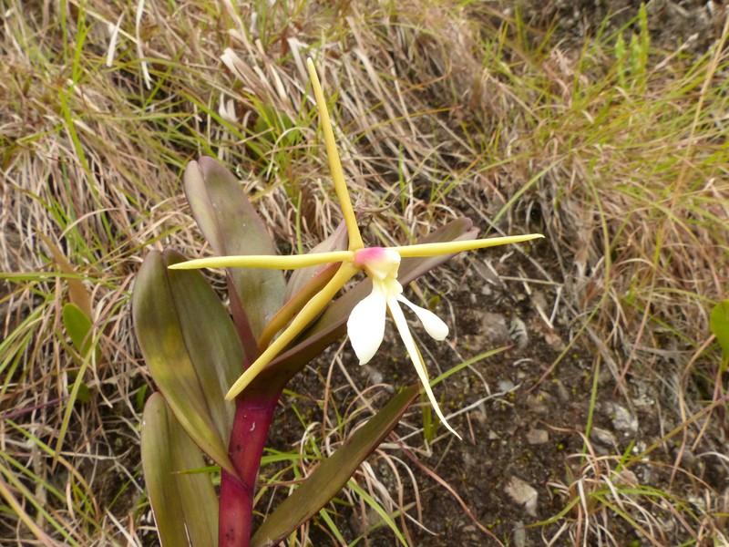 Oblong-Leaf Star Orchid