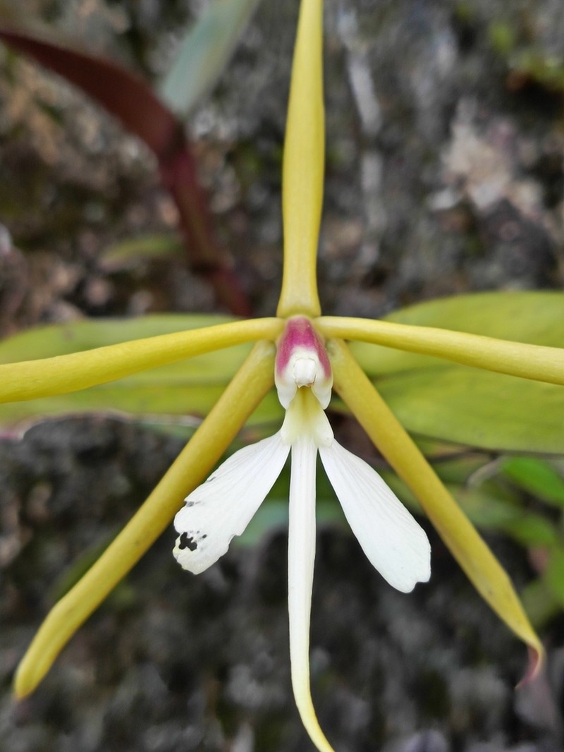 Oblong-Leaf Star Orchid photo 2