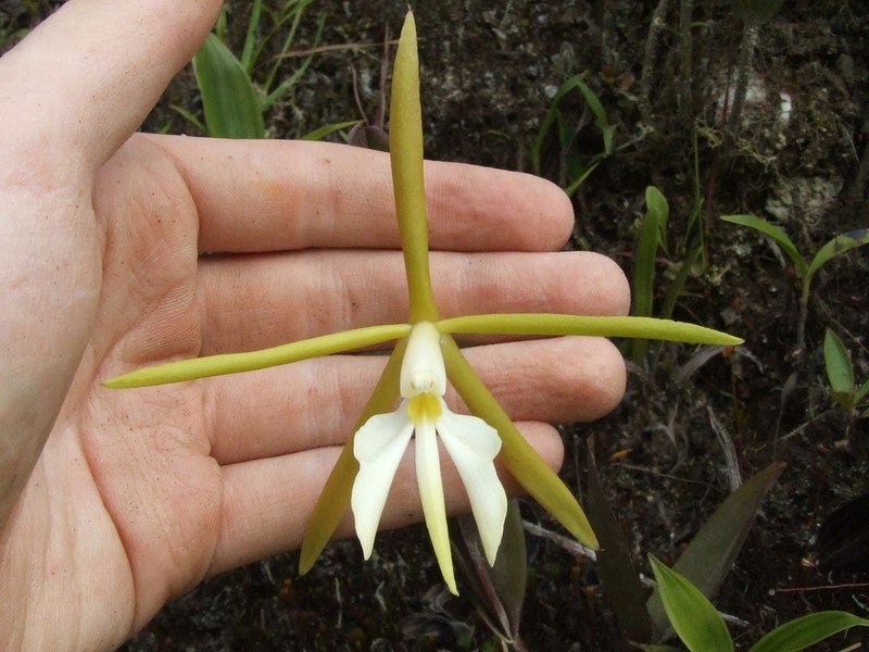 Oblong-Leaf Star Orchid photo 3