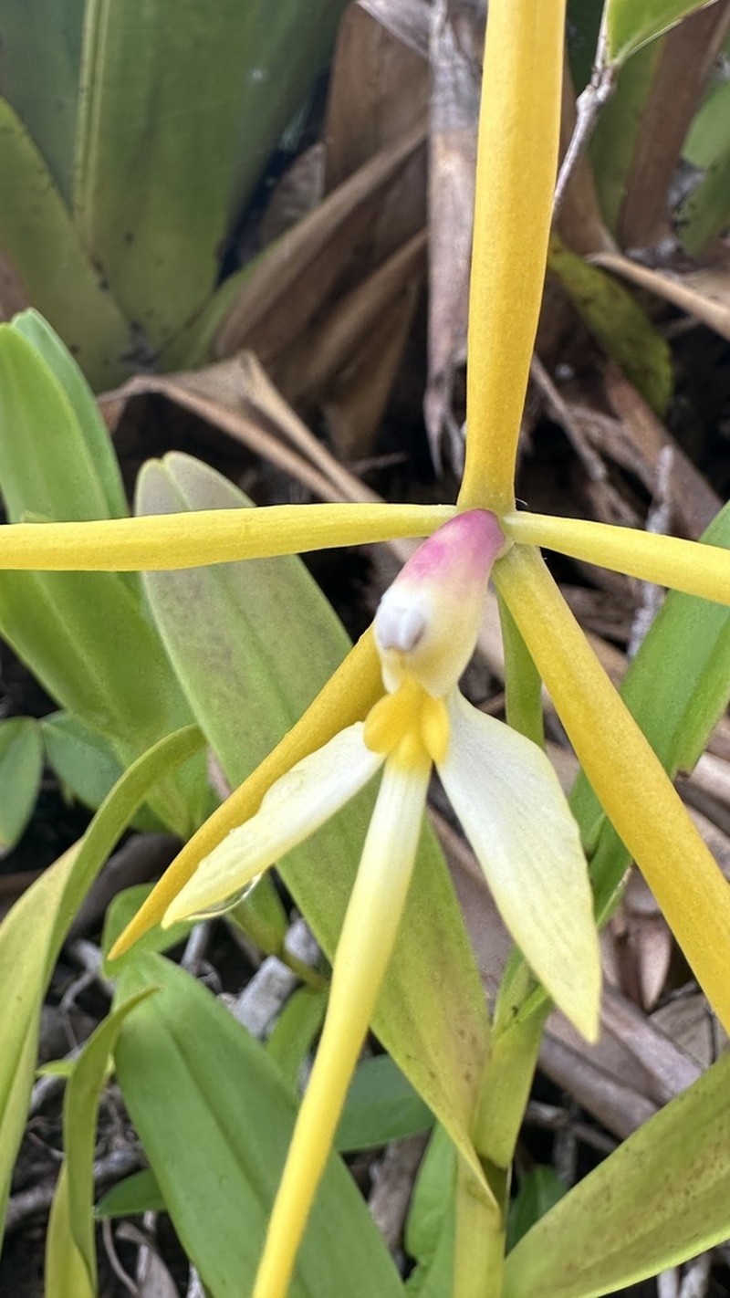 Oblong-Leaf Star Orchid photo 4
