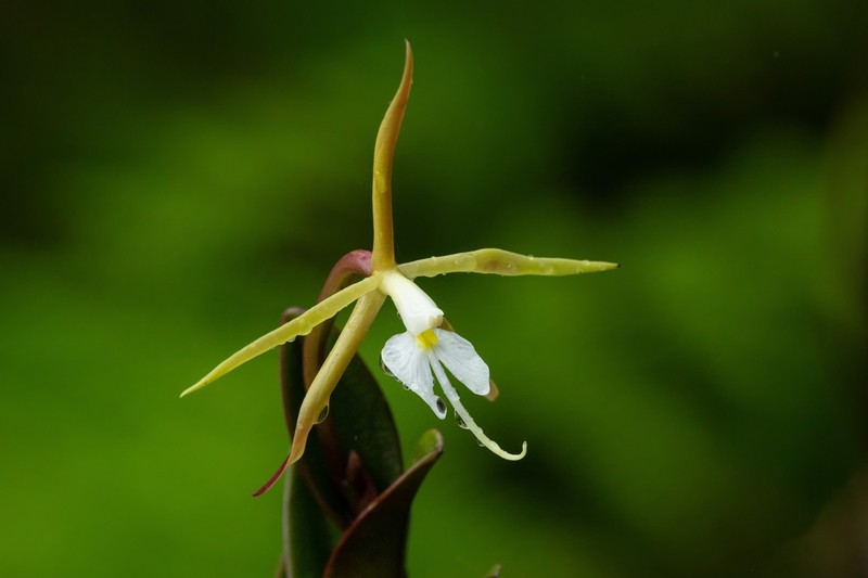 Oblong-Leaf Star Orchid photo 6