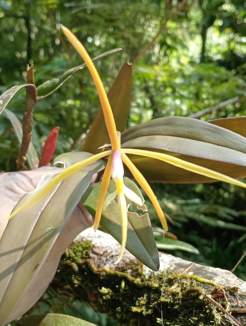 Oblong-Leaf Star Orchid photo 7