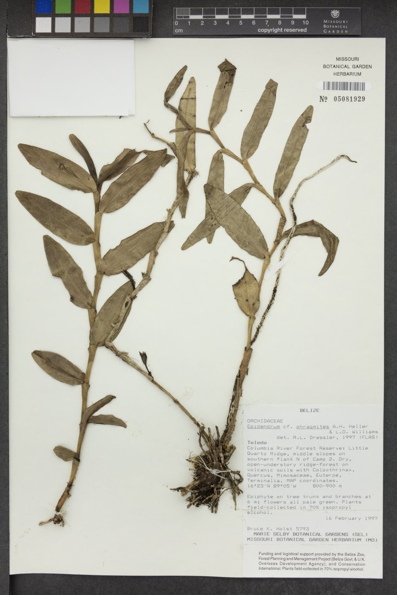 Epidendrum tripetaloides