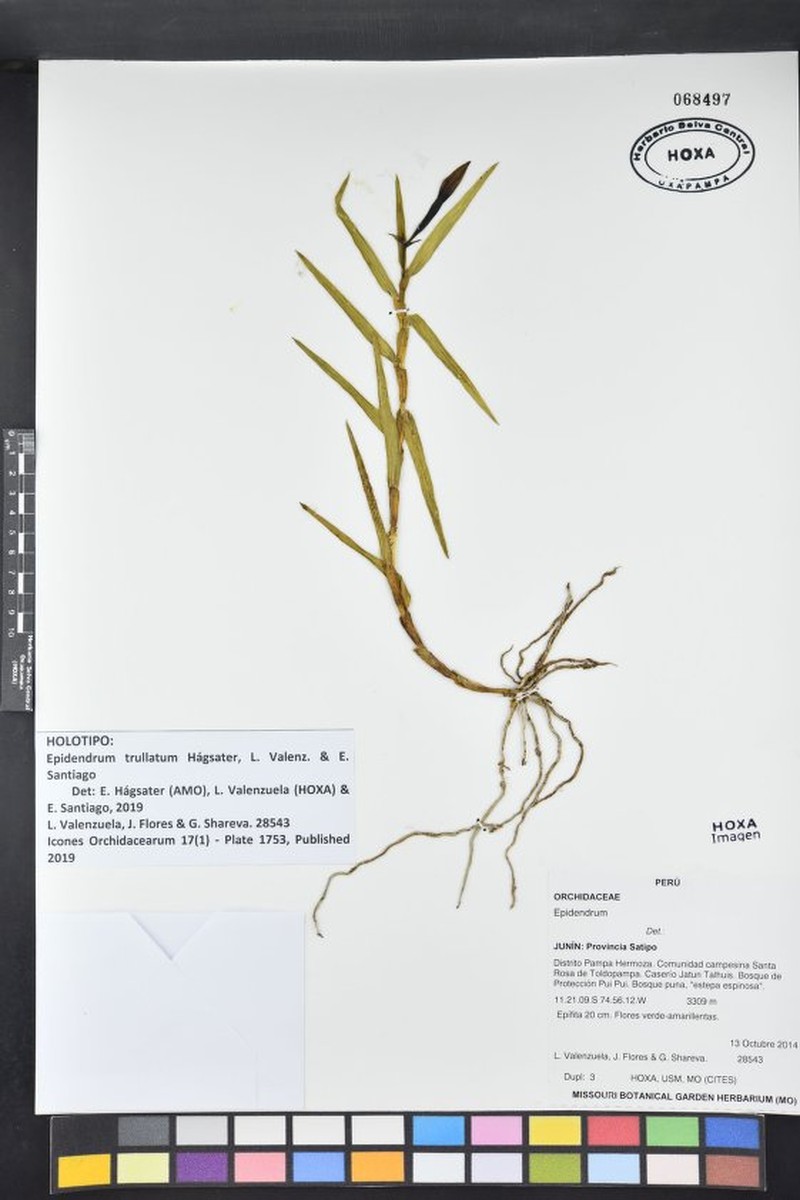 Epidendrum trullatum