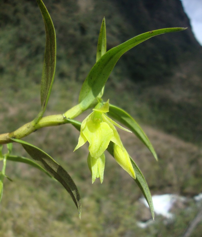 Epidendrum trullatum photo 2