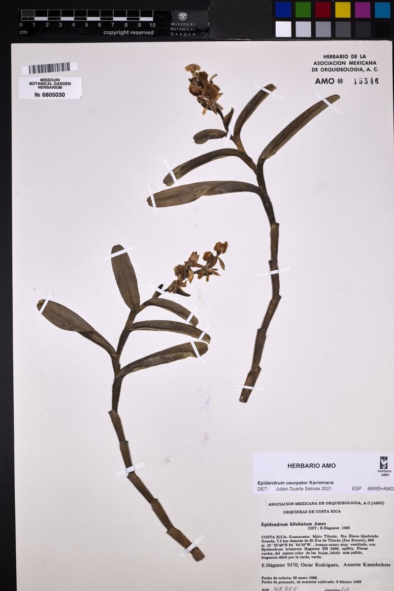 Epidendrum usurpator
