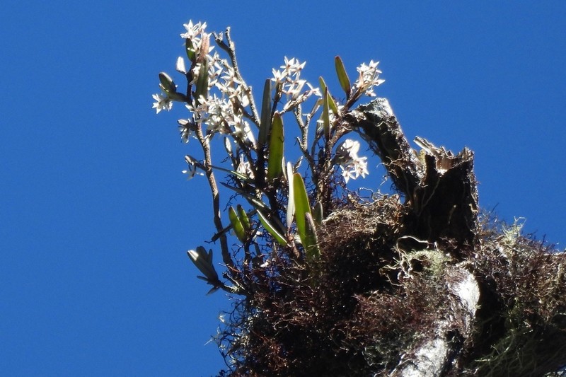 Epidendrum utyumii