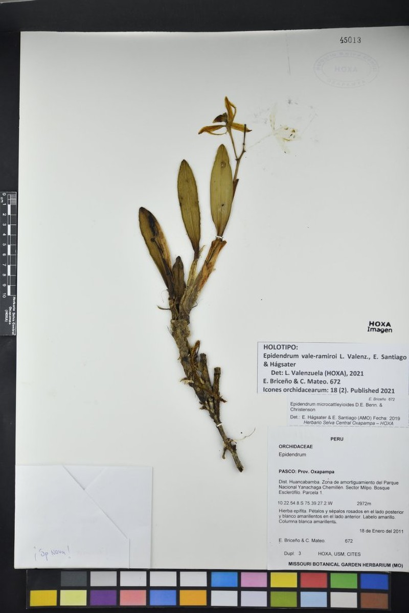 Epidendrum vale-ramiroi