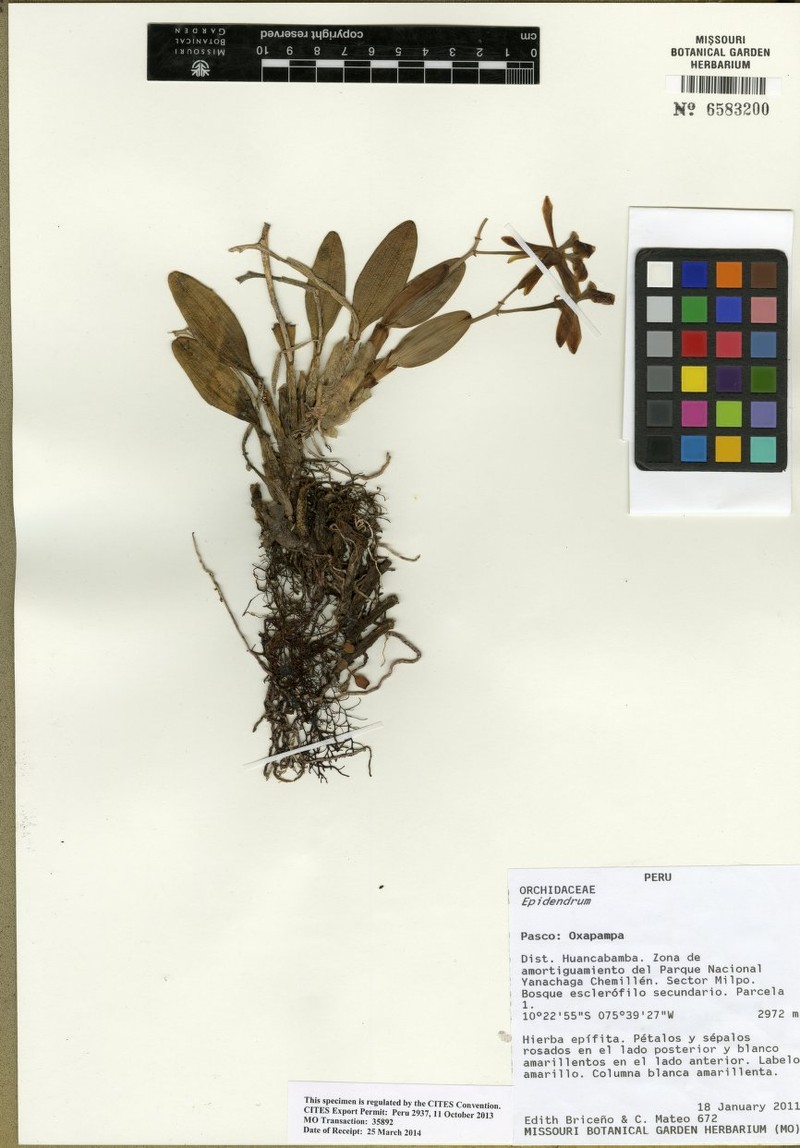 Epidendrum vale-ramiroi photo 2