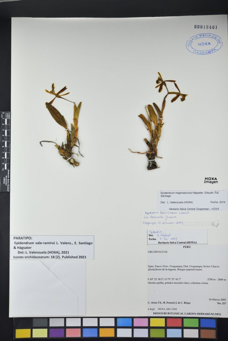 Epidendrum vale-ramiroi photo 3