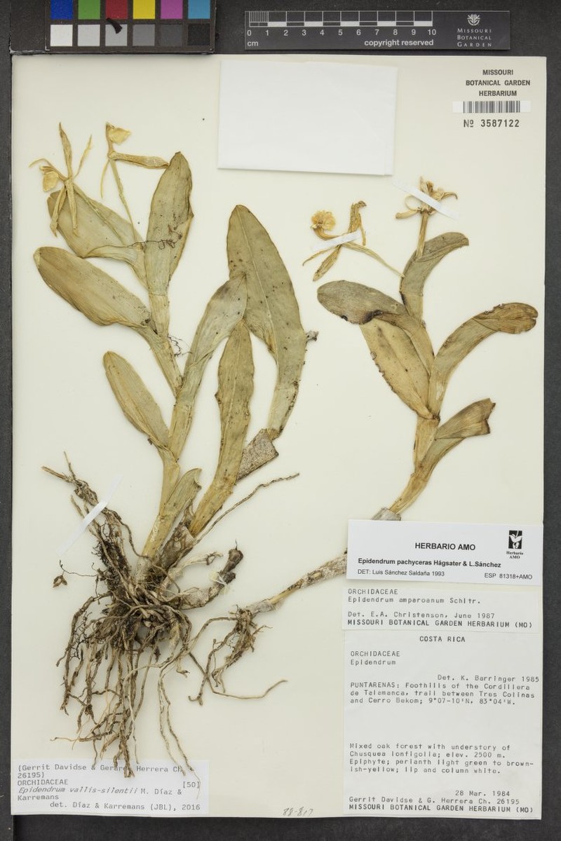 Epidendrum vallis-silentii