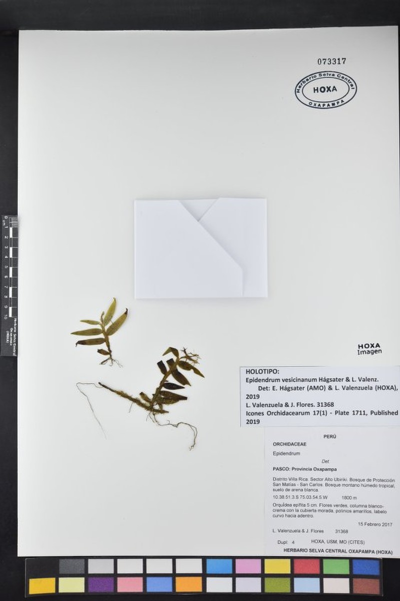 Epidendrum vesicinanum