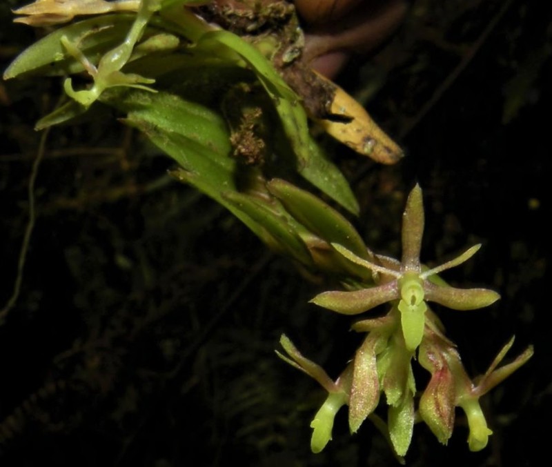 Epidendrum vesicinanum photo 2